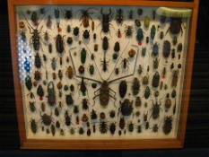 Box of Beetles  Box of Beetles